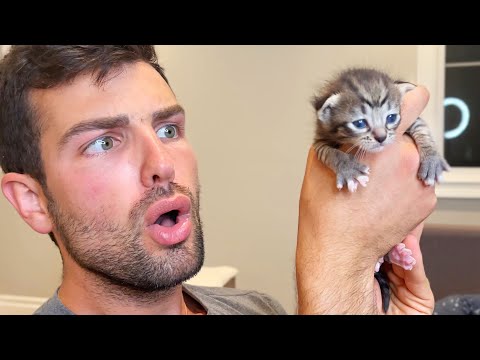Colleen Ballinger New Kitten